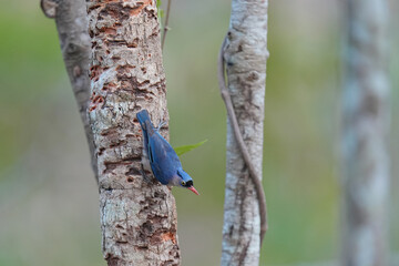 Giant Nuthatch bird perching on the tree. Bird watching in natural habitats in the forest.