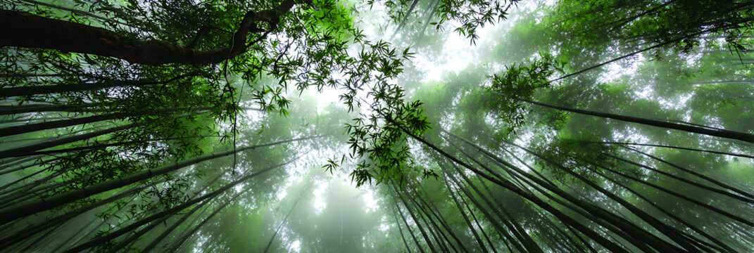 Dramatic low-angle perspective looking straight up into a dense bamboo forest with tall, slender green stalks soaring towards the bright, misty canopy and sky above.