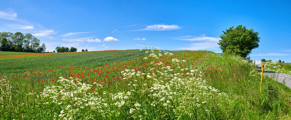 Nature, blue sky and red flowers outdoor in field for growth, agriculture or sustainability. Farm, plants and poppies in grass for horticulture in countryside for natural environment in Denmark.