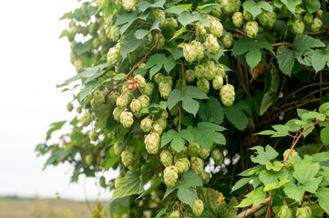 Temse Belgium 

(Hop) Humulus lupulus growing wild along a dike in the Belgian countryside. The bitter flavour of the hop buds are often used in beer production. 