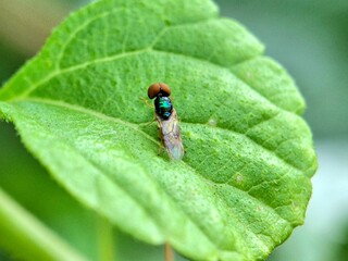 A detailed macro photograph of a minute, shiny insect, likely a small fly or beetle, with an iridescent metallic green and copper-colored thorax and head, resting on a textured green leaf.