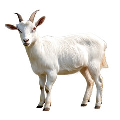 Goat watercolor Clipart PNG