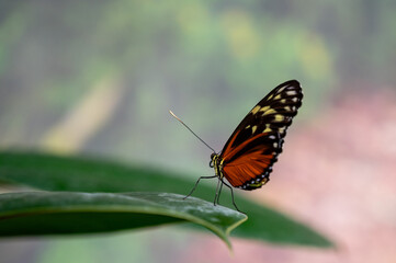 tropical red butterfly on a leaf
