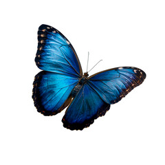 Vibrant iridescent blue morpho butterfly with intricate wing patterns on a stark black background