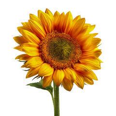 Fototapeta premium Vibrant yellow sunflower in full bloom against a stark black background