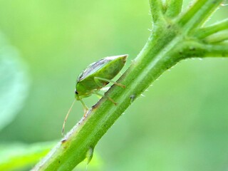 Close-up macro photo of a green shield bug resting on a fresh leaf, showing detailed texture and natural lighting, perfect for nature, insect, and wildlife photography concepts.