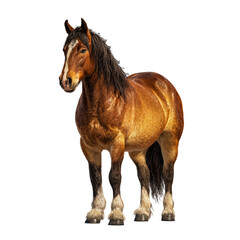Obraz premium Majestic chestnut draft horse standing proudly against a black background