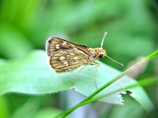 Close-up of a brown butterfly with orange and white spots resting on a green leaf, macro insect photography in nature, perfect for wildlife, entomology, and biodiversity themes.