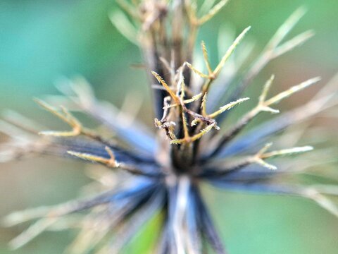 Fototapeta Close-up macro photo of a dried wildflower seed head with sharp spikes and blurred green background. Perfect for themes about nature, botany, dry season, and plant life cycles in macro photography.