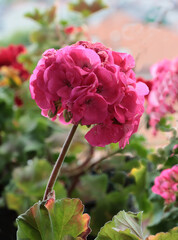 pink flowers of geranium potted plant close up