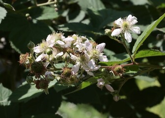 white flowers of blackberry bush close up