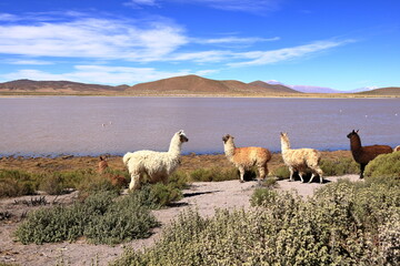 Obraz premium lamas llamas beside the highway between Potosi and Uyuni, Bolivia