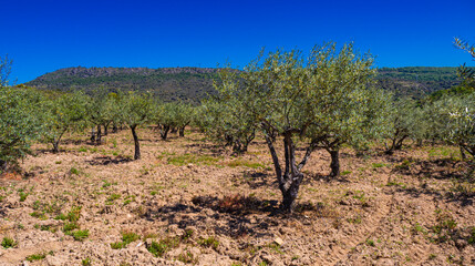 Olives Trees Plantation, Olea europea, Arribes del Duero Natural Park, SPA, SAC, Biosphere Reserve,...