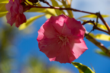 Delicate pink flower of Variegated Oleander flowers (Nerium Oleander)  in full bloom, its soft petals glowing under sunlight, framed by green leaves against clear blue sky