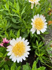 Closeup of Argyranthemum Grandaisy white flowers in full bloom, with lush green foliage in the background. The flowers have delicate daisy like petals and vibrant yellow centers. Rain drops on petals.