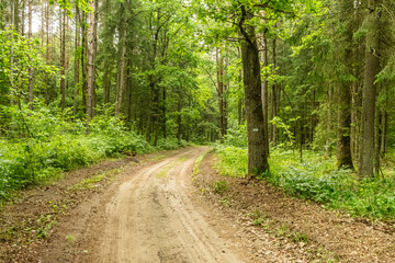 Fototapeta premium Path in Bialowieza Forest in Poland,nordic walking sign