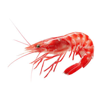 A vibrant, cooked shrimp, exhibiting a reddish-pink hue, detailed texture, and long, delicate antennae, against a black background