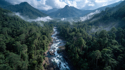 The relationship between forestry and indigenous rights