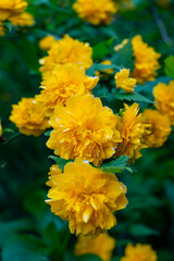 Bright yellow double flowers blooming on a lush green bush in a spring garden