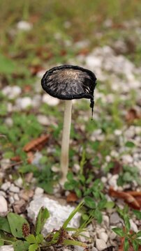 Vertical screen close up of shaggy ink cap mushroom Coprinus comatus standing on thin stem with black edges dripping as it melts under sunlight on a forest meadow ground