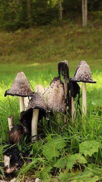Vertical screen group of shaggy ink cap mushrooms Coprinus comatus growing in green grass with some caps melting in the Sun turning black and dripping as part of natural decay