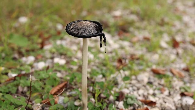 Close up of shaggy ink cap mushroom also known as coprinus comatus with black melting edges standing on thin white stem in grass field decaying under strong summer sunlight