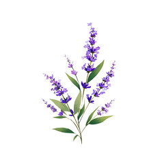 A Watercolor hand-painted lavender flower branch and green leaves with realistic texture on a white background, botanical fruit illustration, flat watercolor painting, simple and detailed design.