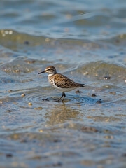 Small shorebird in shallows