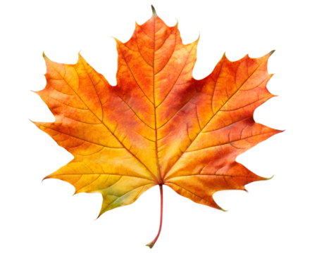Vibrant orange and yellow maple leaf with detailed veins isolated on transparent background