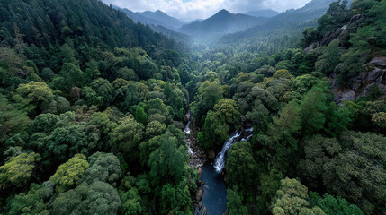 The role of forests in supporting endangered species