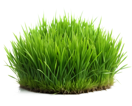 Vibrant green wheatgrass clump with roots showing isolated on transparent background - Powered by Adobe