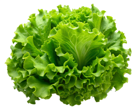 Fresh green leafy lettuce head with ruffled edges isolated on transparent background