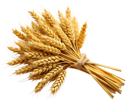 A golden bunch of ripe wheat stalks tied together with twine isolated on transparent background