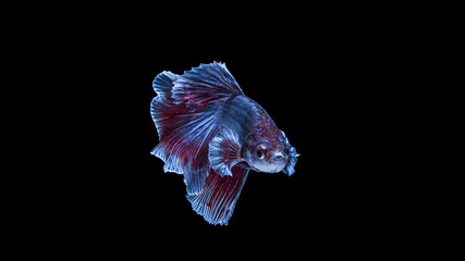 Halfmoon betta fish, such as betta fish, can live in fresh water and is known for its ability to adapt to various environmental conditions, making it popular among beginners. 