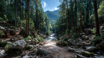 The role of natural regeneration in forest recovery