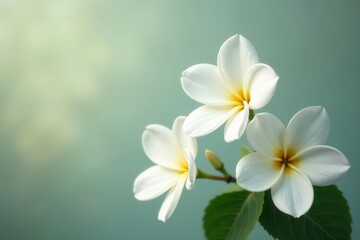 Fototapeta premium Elegant white jasmine floral card, minimalist design, soft focus , high-res, soft light, elegant