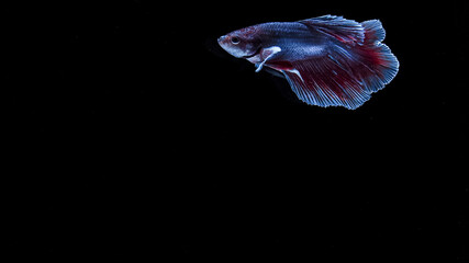 jellyfish on black background