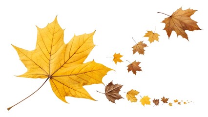 Obraz premium Fall's golden maple leaves blowing in a gentle breeze evoke a sense of warmth, nostalgia, and the beauty of autumn's transition