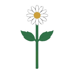 An illustration Vector, flat design, animation design, simple flat 2D icon, minimalist design, a Simple design flat 2D sketch chamomile flower Collection isolated on a white background