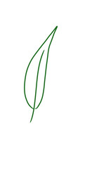 A leaf Green outline illustration art