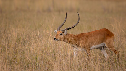 Red lechwe antelope in dry grass in Okavango Delta, Botswana