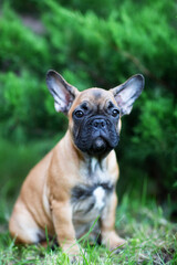 Cute puppy with big ears of the fawn French Bulldog breed on a background of green grass, bushes, lawn 