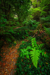 Scenic view of Cubo de la Galga hiking trail in the beautiful mysterious laurel forest. Laurisilva lush subtropical jungle on La Palma Island, Canary Islands, Spain, Europe
