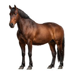 Obraz premium A majestic brown horse standing alertly on a transparent background isolated on transparent background
