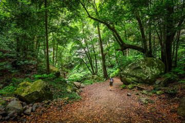 Scenic view of Cubo de la Galga hiking trail in the beautiful mysterious laurel forest. Laurisilva...