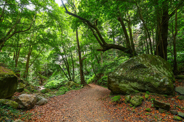 Fototapeta premium Scenic view of Cubo de la Galga hiking trail in the beautiful mysterious laurel forest. Laurisilva lush subtropical jungle on La Palma Island, Canary Islands, Spain, Europe