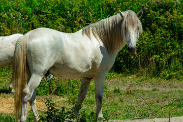 White horses in Camargue (Provence)