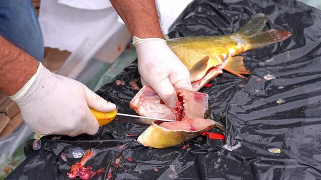 Fish Preparation Expert Techniques for Efficiently Cleaning and Filleting Different Species Learn expert techniques for cleaning and filleting fish with this comprehensive guide you can follow
