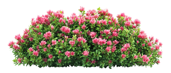 Set of blooming pink garden bushes with lush green leaves, isolated on transparent cutout background