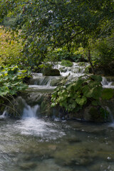 Fototapeta premium A tranquil forest scene with cascading waterfalls flowing over rocky ledges. Clear water pools below, surrounded by lush greenery and large leaves, evoking serenity and natural beauty